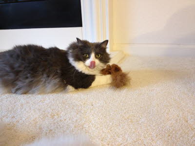 A little bit of Catnip