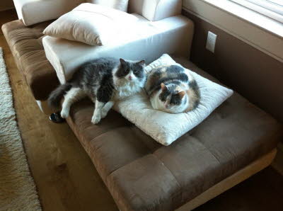 Cali and Calin in SF