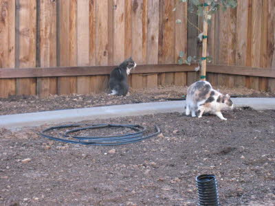 Kids Backyard