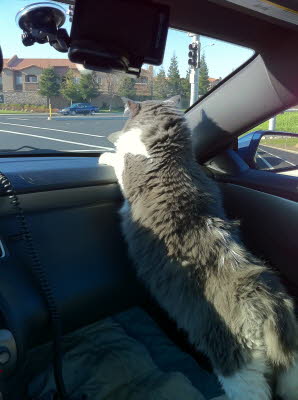 Let the road trip end