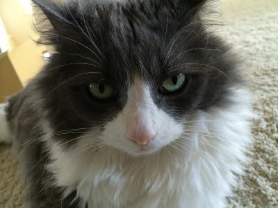 Looks annoyed