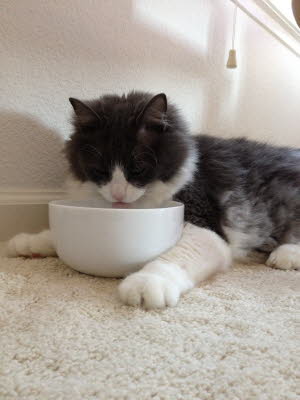 Loves drinking water