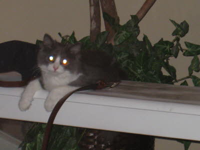 Picture 004